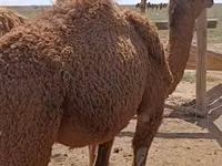 骆驼（批次，未指定性别）, Kazakh Bactrian camel — 照片 1