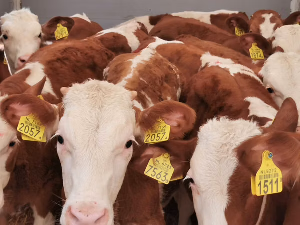 Ng'ombe dume, Simmental cattle