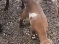 Mbuzi jike, Czech Brown Shorthaired goats — picha 4