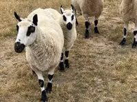 母羊, Cerry Hill sheep — 照片 5