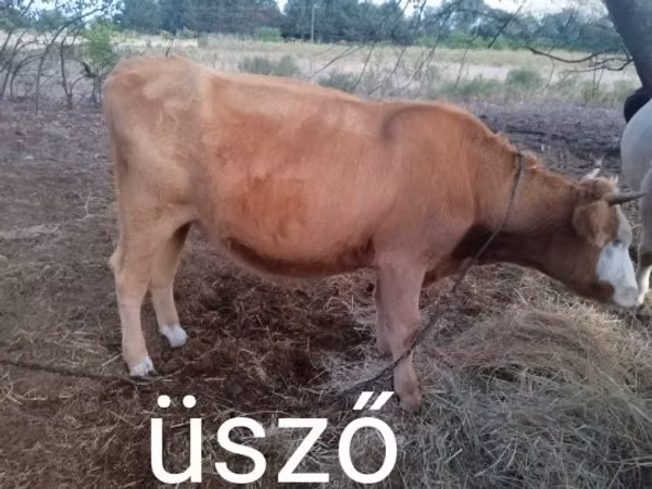 Cow, Hungarian Grey breed