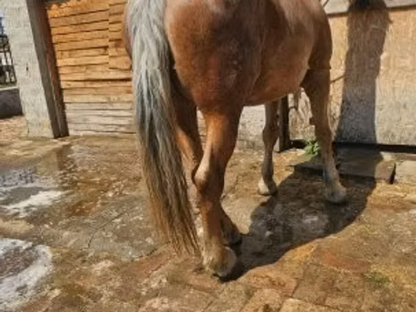 Yegua, Caballos