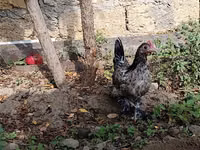 Chickens — photo 2