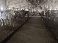 Cow, Holstein breed — photo 1