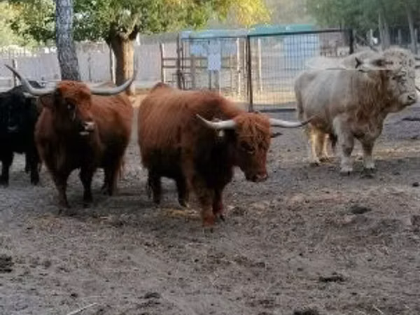 Cow, Highland