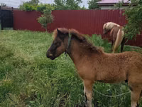 فرس, Australian Pony — الصورة 3