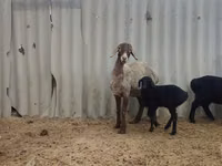 Oveja, Arashan sheep — foto 5