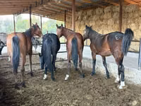 Faras, Horse breed — sawirka 5