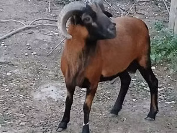 मेढ़ा, Cameroon sheep