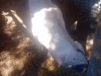 Sow, Pigs — photo 3