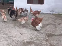 Turkeys — photo 2
