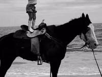 فرس, American paint horse — الصورة 3