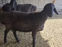 भेड़, Hissar sheep — फ़ोटो 1