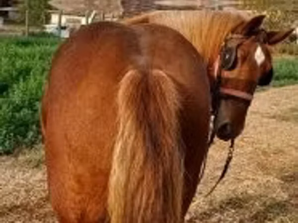 Caballo, Caballos