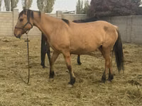 घोड़ी, Kyrgyz Horse — फ़ोटो 3
