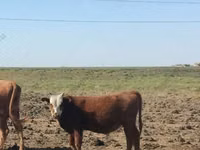 Bull, Kalmyk breed — photo 2