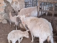 Cabra, Russian White goat — foto 3