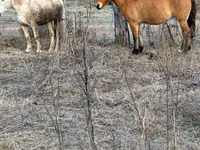 بقرة, Russian Black pied cattle — الصورة 3