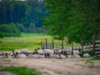公羊, Romanov sheep — 照片 1