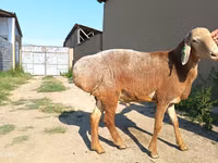 Ram, Agin sheep — photo 5