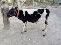 Bulle, Russian Black pied cattle — Foto 3