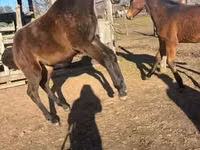 公马, Hungarian horse breed — 照片 2