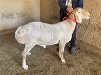 Carnero, Arashan sheep — foto 2
