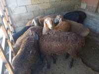 Sheep, Sheep — photo 2