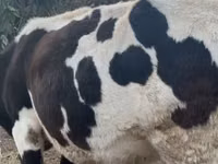 Vaca, Russian Black pied cattle — foto 3