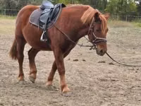 Horse (M), Horses — photo 2