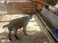 母山羊, Czech Brown Shorthaired goats — 照片 3