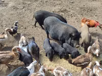 Boar, Pigs — photo 4