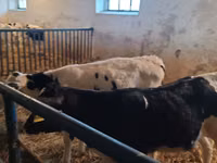 公牛, Russian Black pied cattle — 照片 2