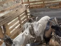 公山羊, Goats — 照片 4