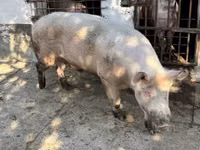 Doofaar lab, Pigs — sawirka 1