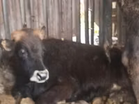 公牛, Aberdeen-Angus — 照片 4