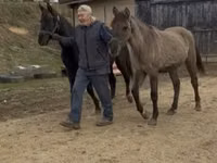 母马, Rocky Mountain Horse — 照片 2