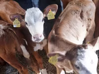 ثور, Pinzgauer cattle — الصورة 1