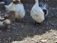 Ducks — 照片 3