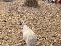 Widder, Tsigai sheep — Foto 3
