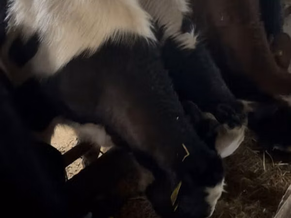 公牛, Cattle
