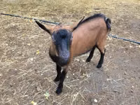 Billy Goat, Alpine goat — photo 3