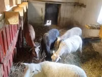母羊, Cameroon sheep — 照片 2
