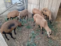 Ido, Cameroon sheep — sawirka 1