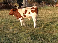 Toro, Men-anju — foto 3