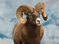 Ram, Gorkov sheep — photo 1