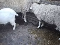 公羊, Sheep — 照片 2