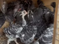 Chickens — 照片 4