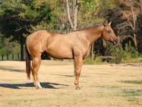 Faras, Quarter Horse — sawirka 3