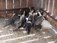 Guinea fowl — फ़ोटो 3